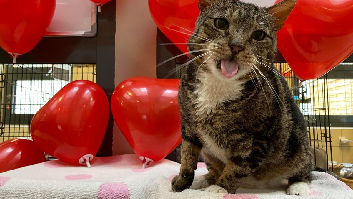 Basza z Ciapkowa szuka domu