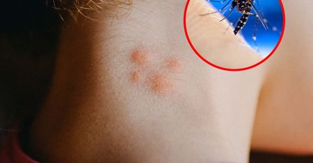 ECDC ostrzega przed groźnymi komarami. Rozprzestrzeniają się w Europie