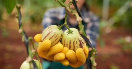 Melon pepino w Lidlu. Owoc, który skrywa w sobie wiele zalet