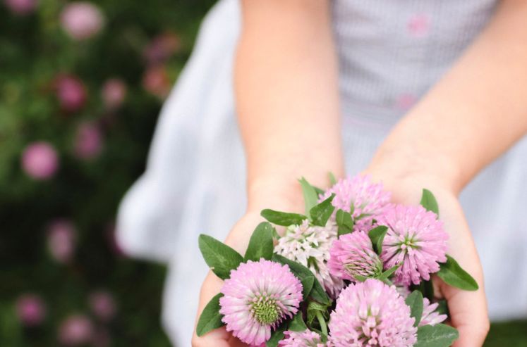 Koniczyna łąkowa - właściwości lecznicze, napar z koniczyny łąkowej