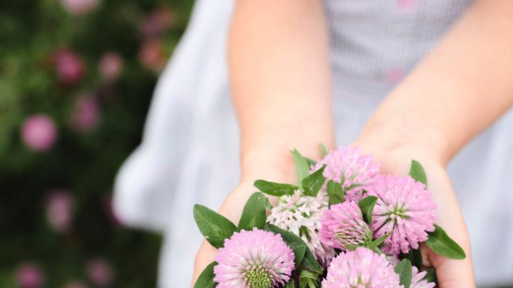 Koniczyna łąkowa (Trifolium pratense L.) zwana również koniczyną czerwoną, to gatunek rośliny pospolitej z rodziny bobowatych.