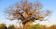 Baobab – superjedzenie prosto z Afryki. Właściwości i zastosowanie