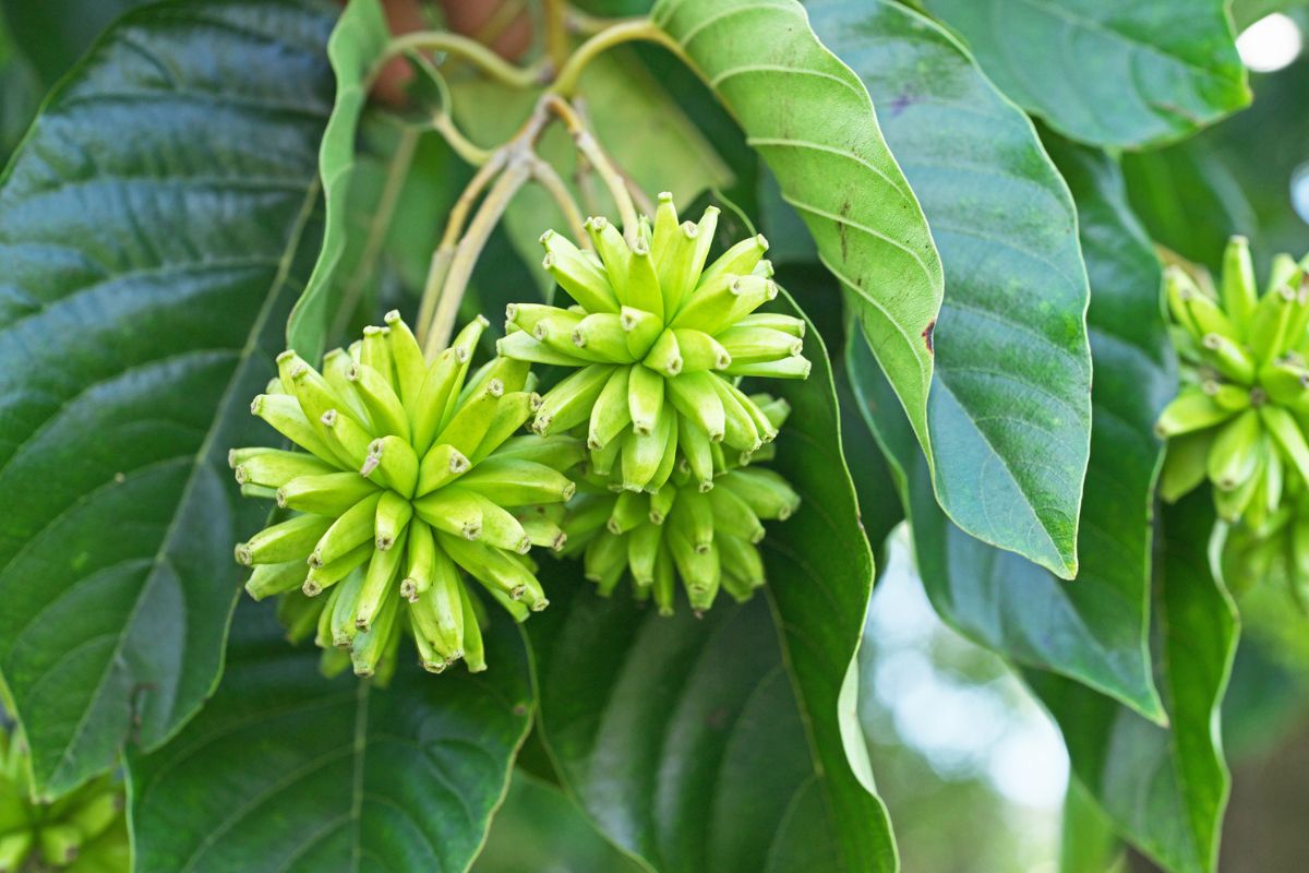 Nazywane jest &quot;drzewkiem na raka&quot;