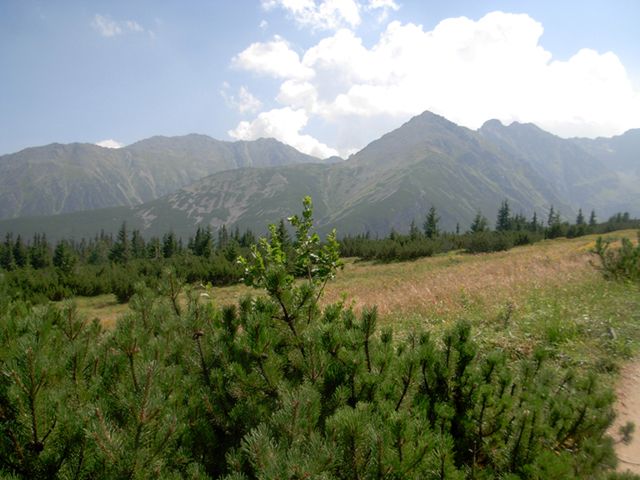 Obraz