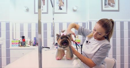 Pomysł na biznes: SPA dla psa