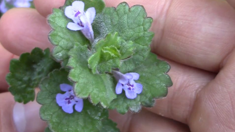 Bluszczyk kurdybanek - chwast cudotwórca (WIDEO)