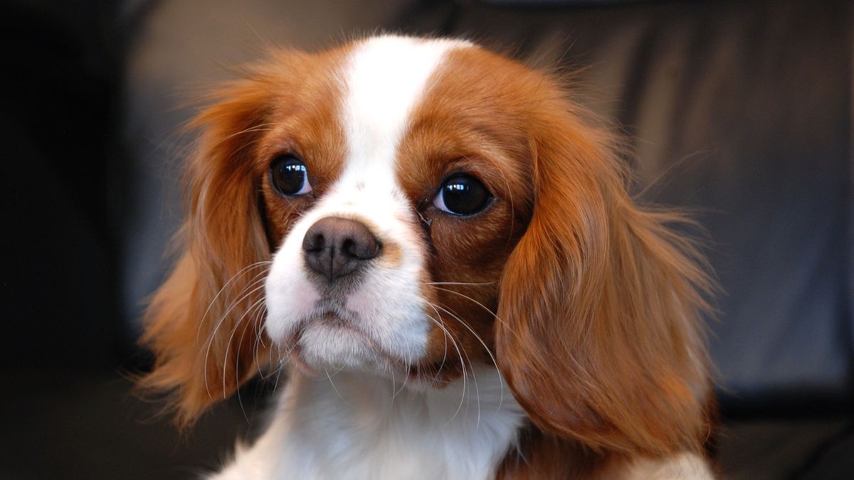 Cieczka – charakterystyka, pierwsza cieczka, etapy, jak się do niej przygotować