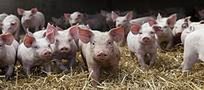 Wypłaty rekompensat za świnie ze strefy buforowej - od maja