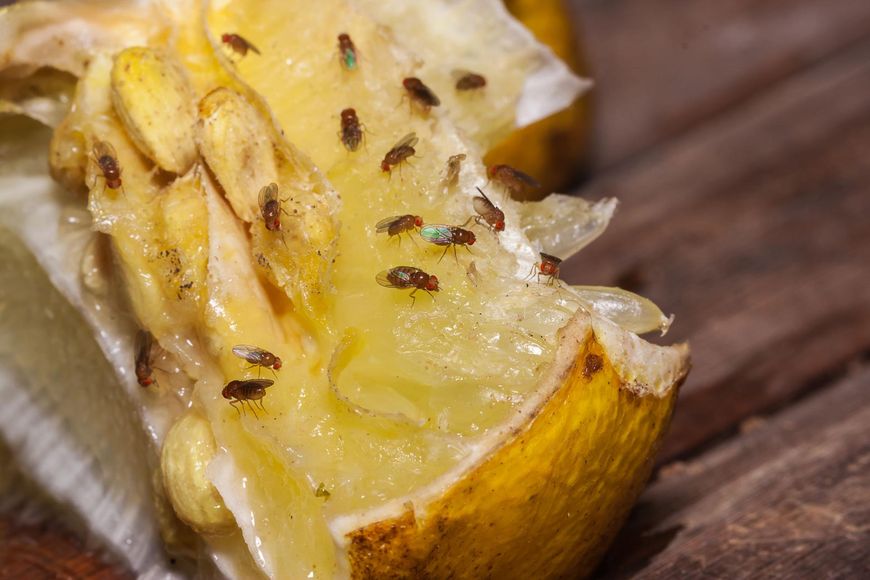 Zapach fermentujących owoców przyciąga muszki owocówki