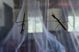 Niespotykana inwazja w polskich miastach. Wchodzą do domów