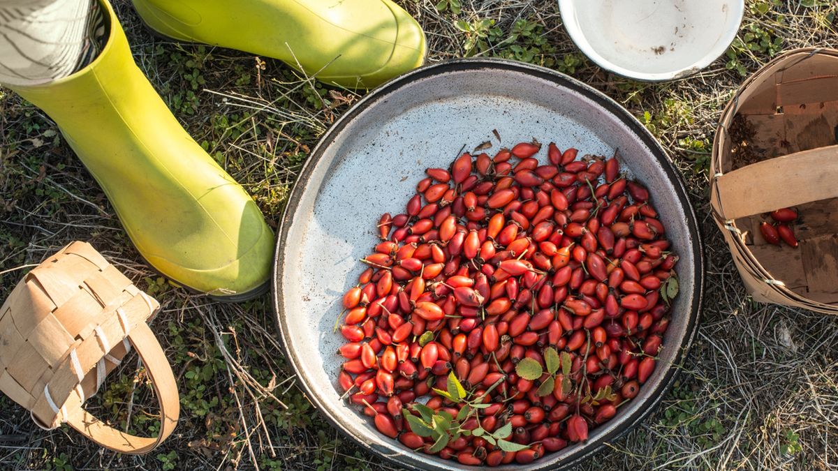 Kwas ursolowy występuje naturalnie m.in. w dzikiej róży