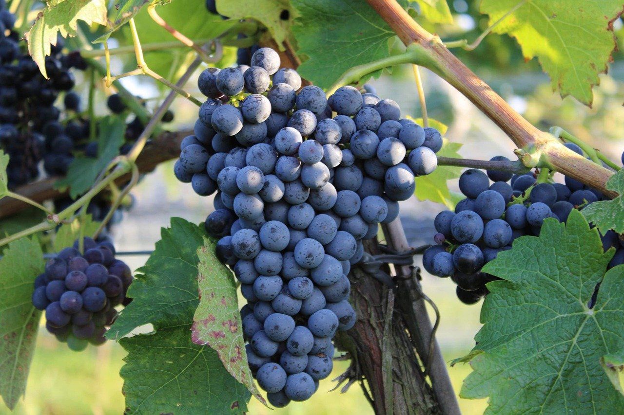 Ciemne winogrona są źródłem resweratrolu