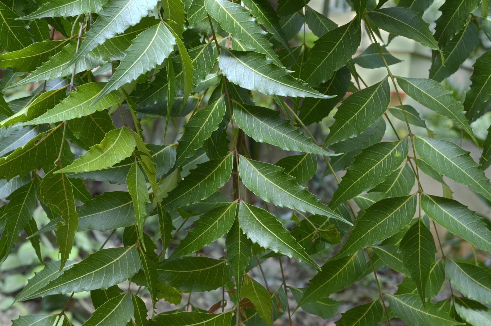 Ajurwedyjskie zioła mogą pomagać w leczeniu cukrzycy typu 2