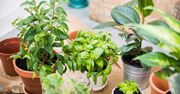 Rośliny doniczkowe – nazwy, popularne, pokojowe, tanie