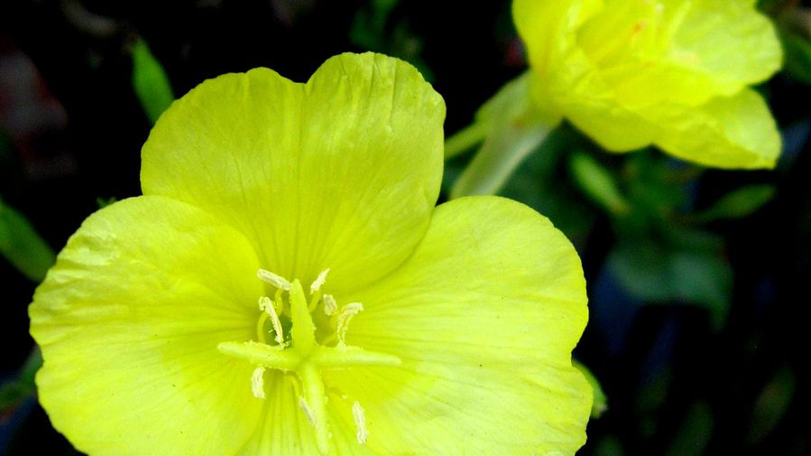 Olej z wiesiołka na problemy z zajściem w ciążę