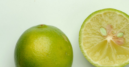 Limonka - charakterystyka, właściwości, picie wody z limonką
