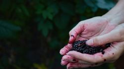 Owoce pełne antyoksydantów. Tak jeżyny wspierają zdrowie