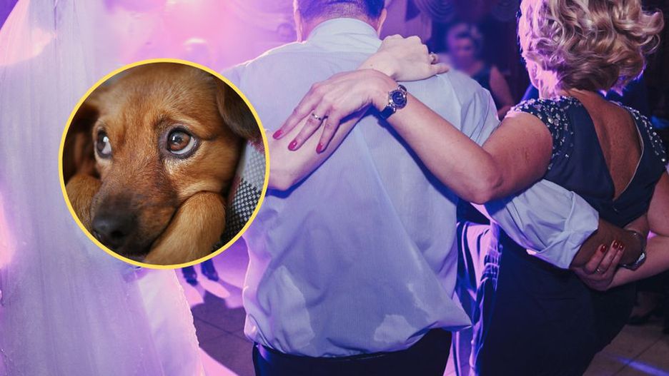 Obrazili się, bo nie zaproszono psa na wesele. "Uważają, że moją córkę i ich psa należy traktować równo"