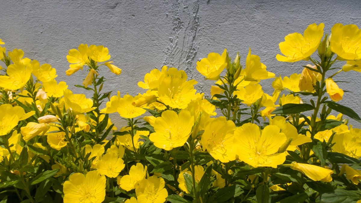 Wiesiołek dwuletni ma żółte kwiaty o charakterystycznym kształcie