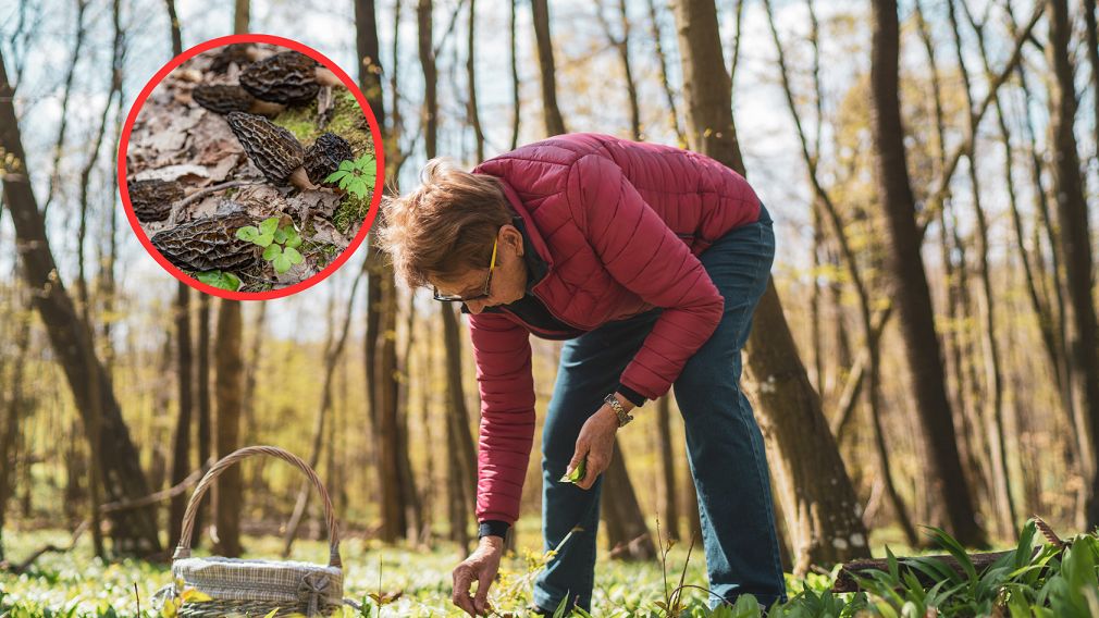 Wiosenne grzyby już są. Ale nie wszędzie można je zbierać