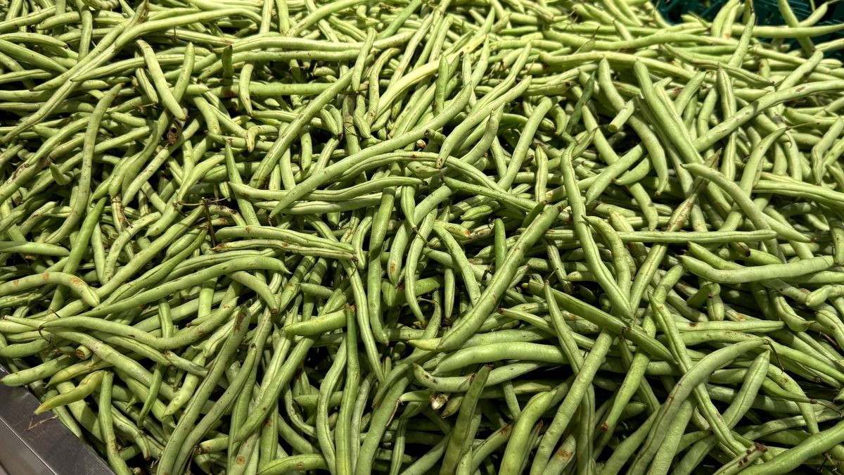 Zielona fasolka sprawdza się tam, gdzie liczy się objętość posiłku, lekkość energetyczna oraz dobra tolerancja trawienna.