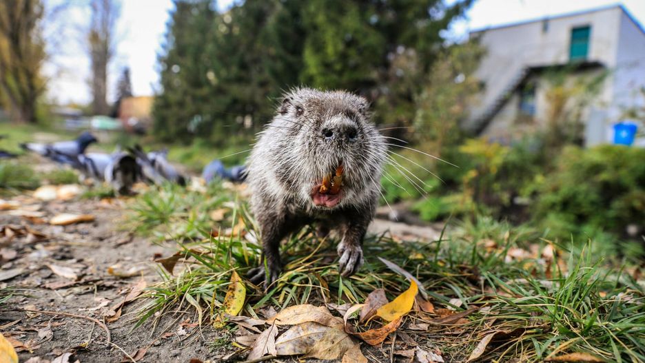 Nutria pogryzła dziecko. Nikt nie chciał podać chłopcu szczepionki