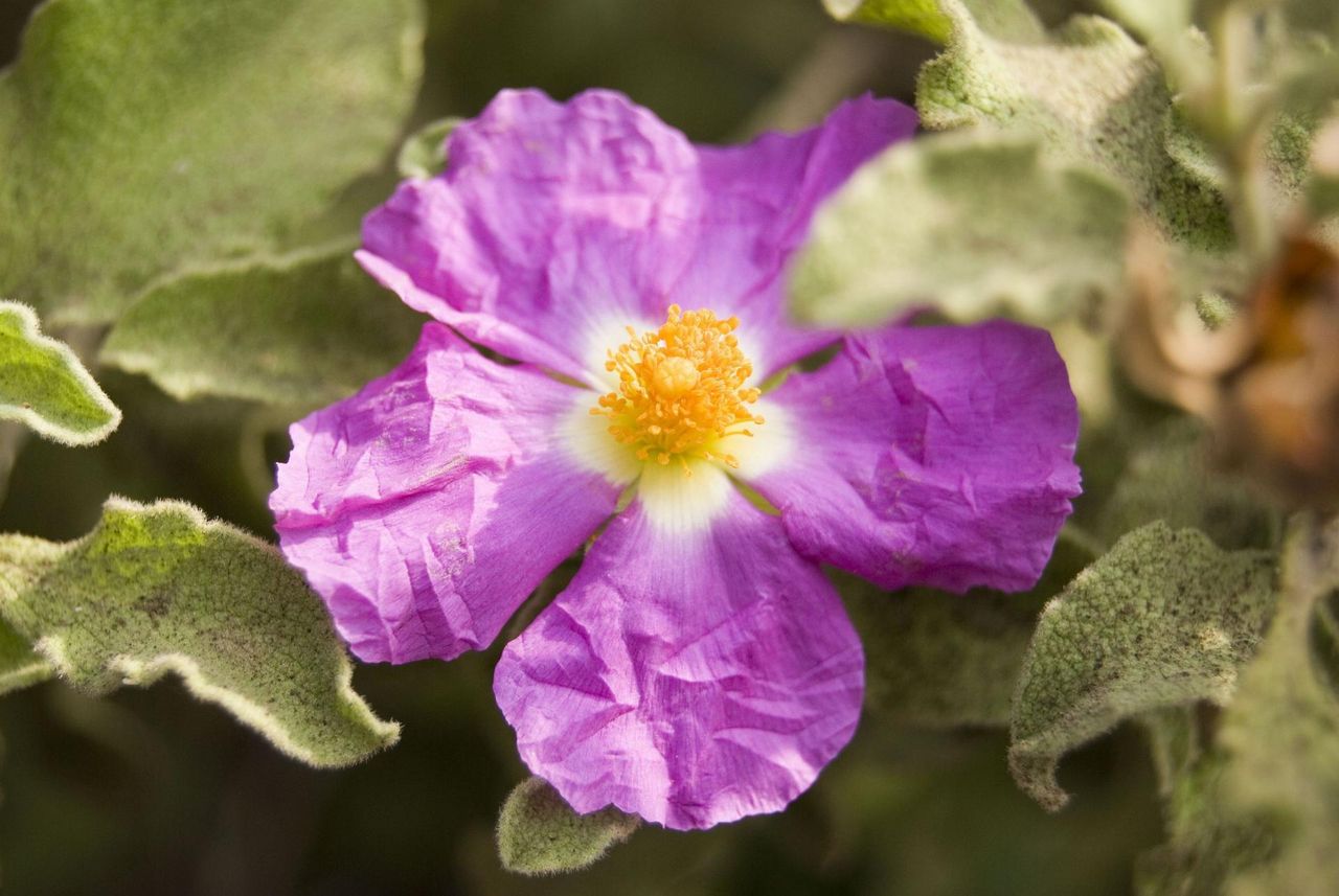 Właściwości czystka kreteńskiego. Wzmocni odporność i pomoże w nieżycie żołądka