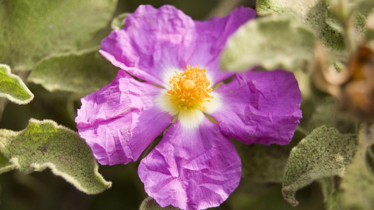 Coraz częściej sięgają po niego pacjenci będący w trakcie terapii boreliozy, stanach osłabienia organizmu i chemioterapii