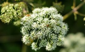 Szczwół plamisty - charakterystyka, objawy zatrucia, pierwsza pomoc w przypadku zatrucia szczwołem plamistym