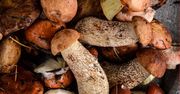 Uważaj na grzyby. Te gatunki uznaje się za najbezpieczniejsze