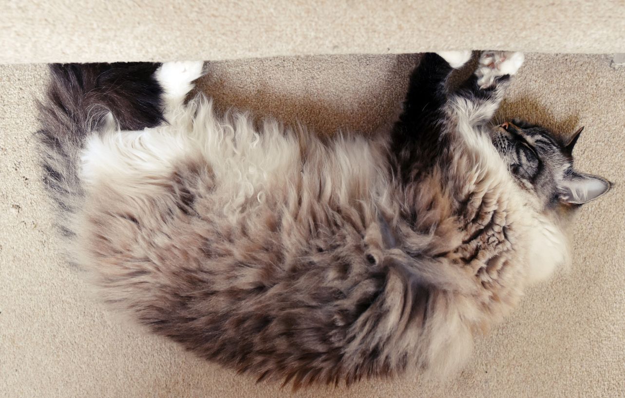 Koty Karen Ragdoll przywiązują się do właścicieli