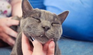 Zwierzęta chronią serce, obniżają stres i zwalczają samotność. Badania potwierdzają