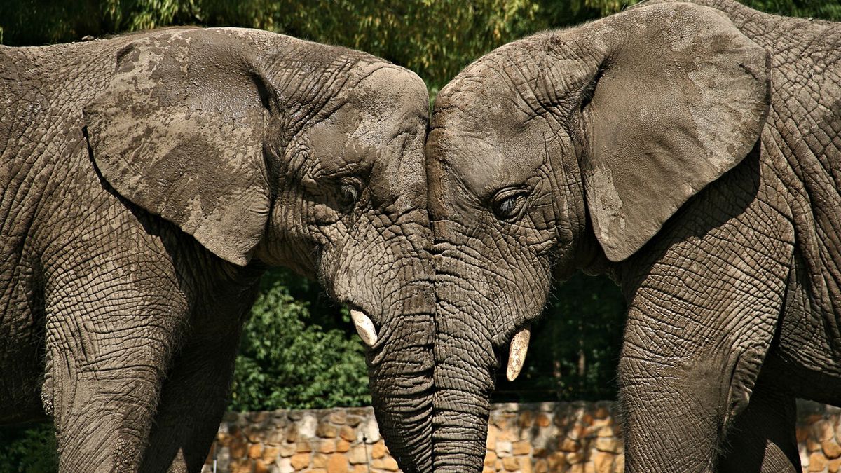 Infradźwięki są słyszalne przez wiele gatunków zwierząt.