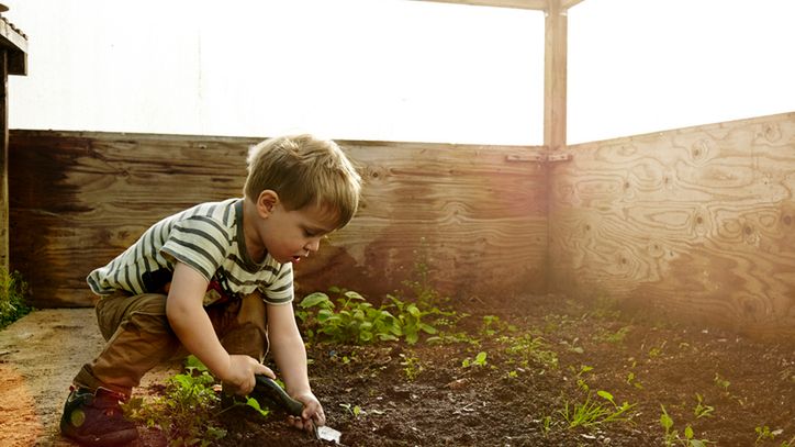 Cykuta to śmiertelnie niebezpieczna roślina.