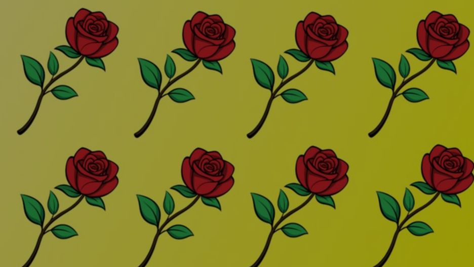 Która róża jest inna?