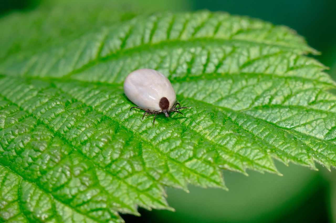 Jak się pozbyć kleszczy z ogrodu? Najlepsze metody