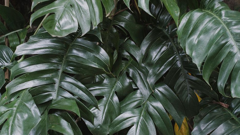 Trujące dla dzieci i dla zwierząt. Tych roślin unikaj