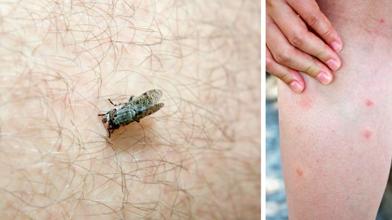 Ślepak może atakować zarówno ludzi, jak i zwierzęta.