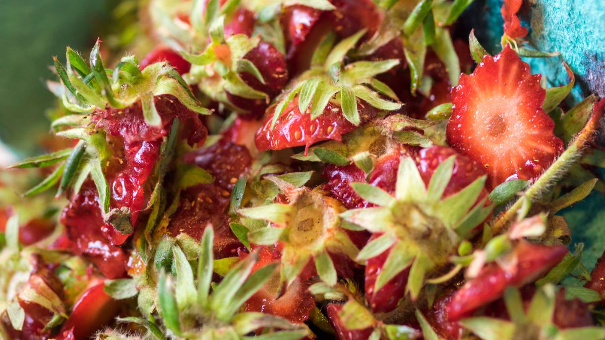 Jakie związki zawierają szypułki truskawek?