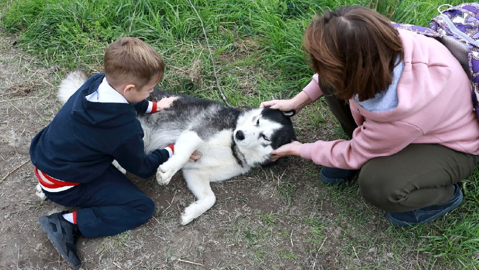Najlepszy pies dla dziecka. Jakie rasy wybrać?