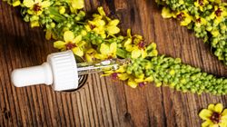 Dziewanna - odmiany, właściwości i zastosowanie