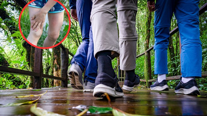 GIS ostrzega przed kleszczami. We wrześniu wzrasta ich aktywność