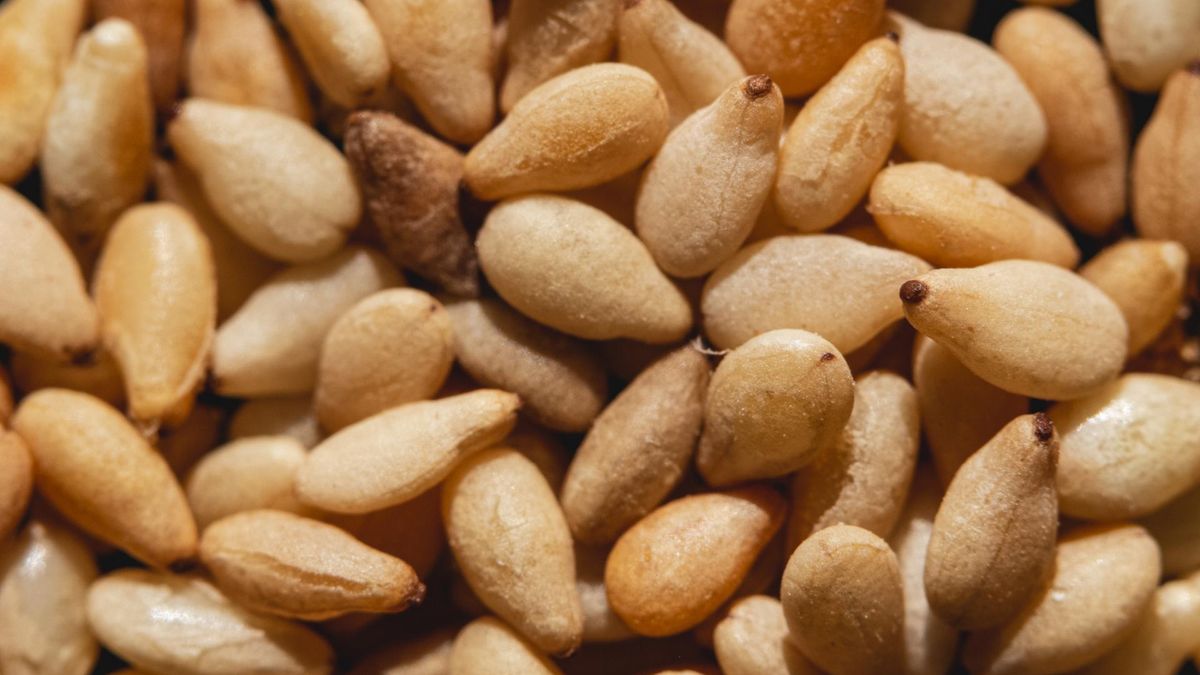 GIS ostrzega. W popularnym sezamie wykryto obecność bakterii salmonelli