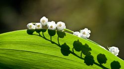 Trujące rośliny w najbliższym otoczeniu. "Zawierają rycynę, czyli jedną z najniebezpieczniejszych trucizn na świecie"