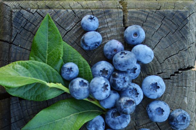 Bąblowica na jagodach