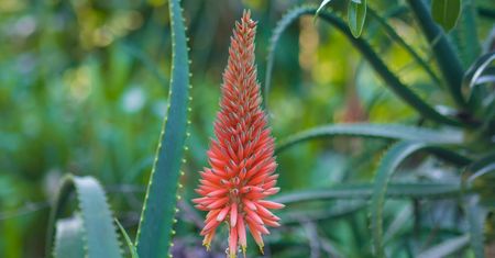 Aloes drzewiasty – właściwości, zastosowanie, jak wygląda?