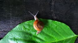 Mucyna - rola, charakterystyka i lokalizacja