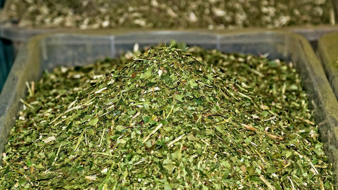 Z tą herbatą ostrożnie. W nadmiarze nie służy zdrowiu, a wręcz może zaszkodzić