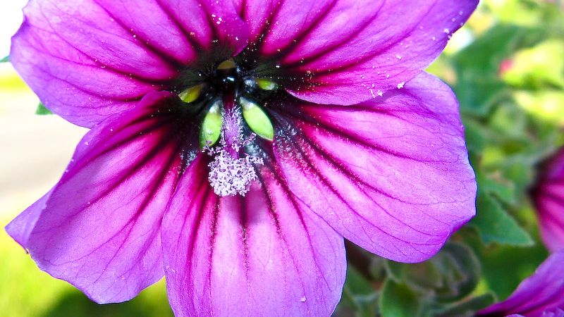 Pelargonia afrykańska - zanim sięgniesz po antybiotyk