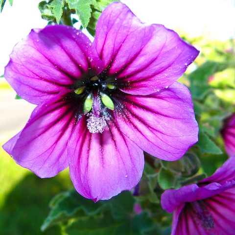 Pelargonia afrykańska - zanim sięgniesz po antybiotyk